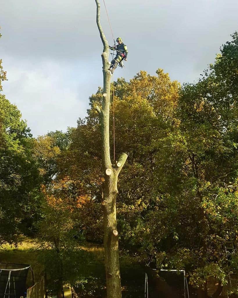 This is a photo of an operative from LM Tree Surgery Fareham felling a tree. He is at the top of the tree with climbing gear attached about to remove the top section of the tree.