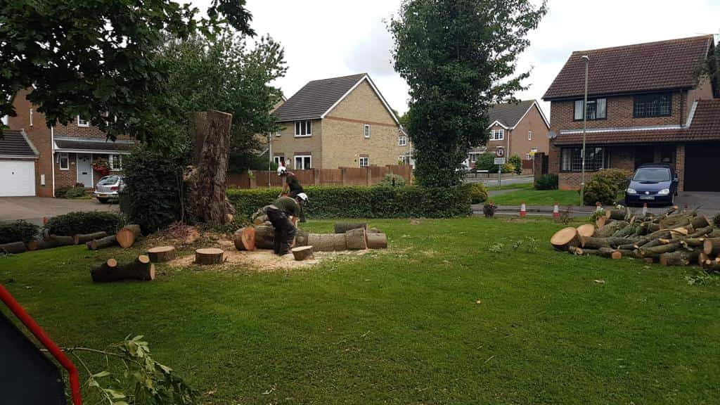 This is a photo of a tree that has been cut into sections on a communal area, and is now being removed from site. Works undertaken by LM Tree Surgery Fareham