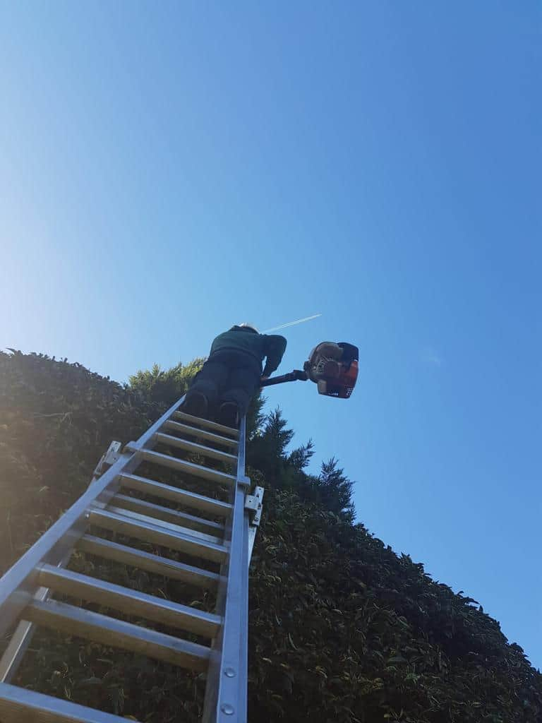 This is a photo of an operative from LM Tree Surgery Fareham up a ladder rested on a hedge with a petrol strimmer.