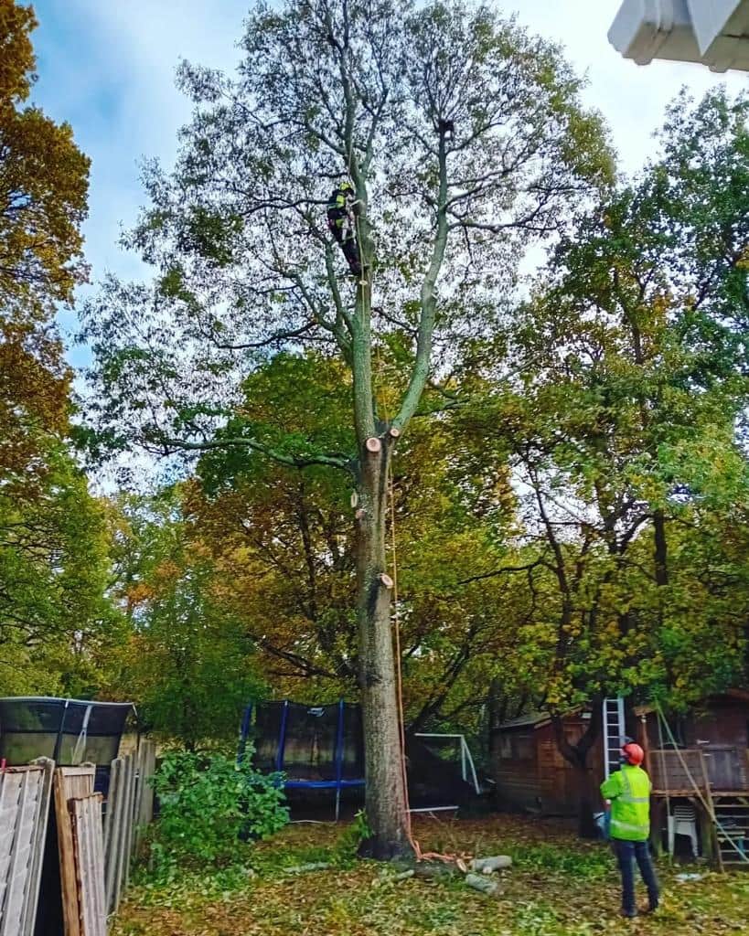 This is a photo of a tree being pruned, there is a man up the tree cutting a section of it down while another man is standing in the garden of the property where the tree is located overseeing the work. Works carried out by LM Tree Surgery Fareham