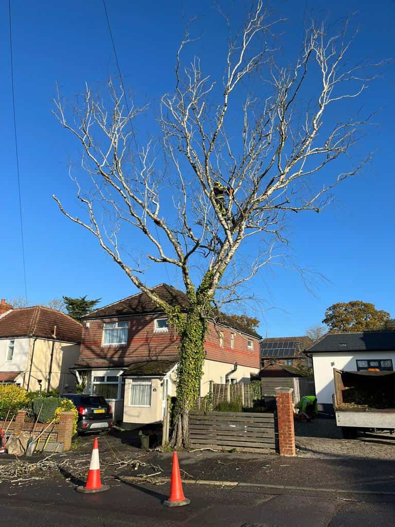 This is a photo of a tree on the pavement that is having limbs removed which are near to power lines. Works undertaken by LM Tree Surgery Fareham